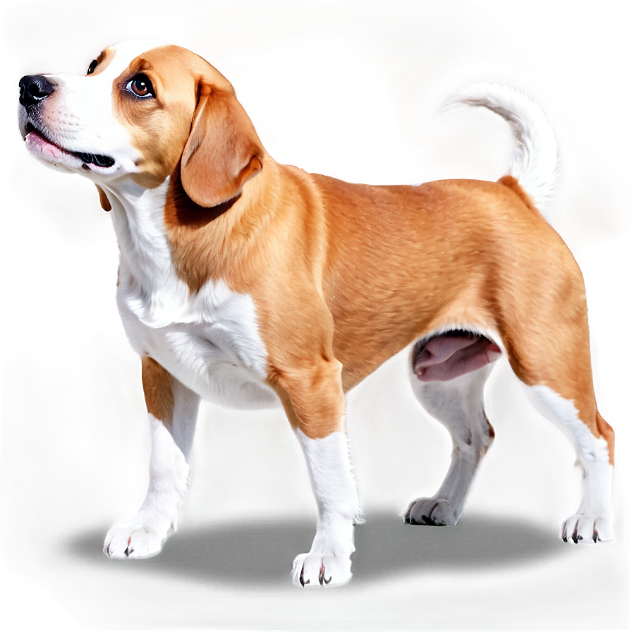 Animated Dogs Png Fkd