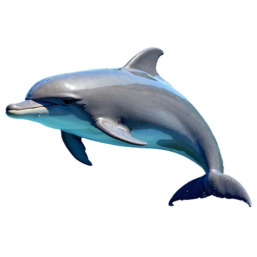 Animated Dolphin Png Ebf