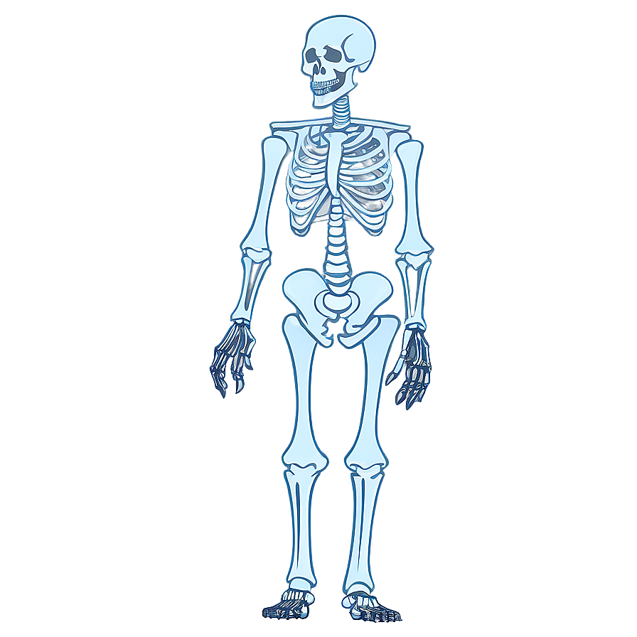 Animated Human Skeleton Png 22