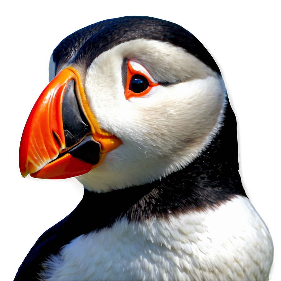 Animated Puffin Image Png Xlg