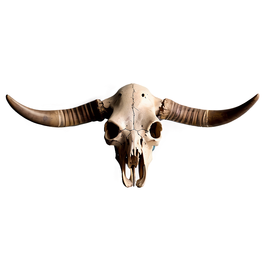 Antique Cow Skull Png 06132024