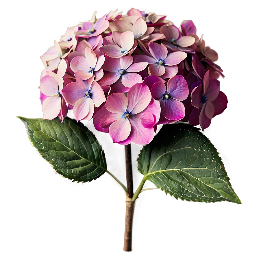 Antique Hydrangea Png 25