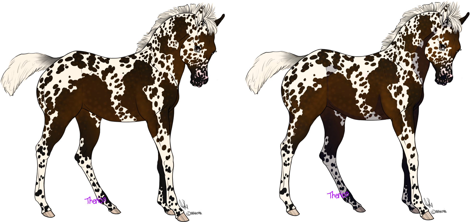 Appaloosa Foal Twin Illustration