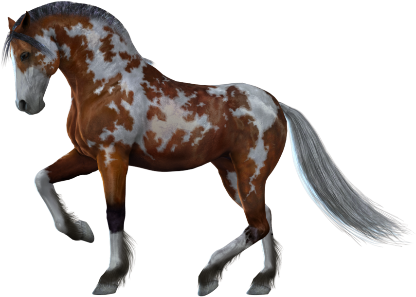 Appaloosa Horsein Stride