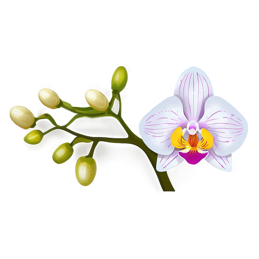 Appealing Orchid Illustration Png 06202024