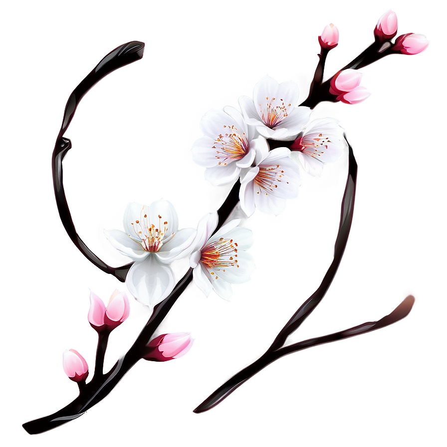 Apricot Blossom Flower Png 06252024