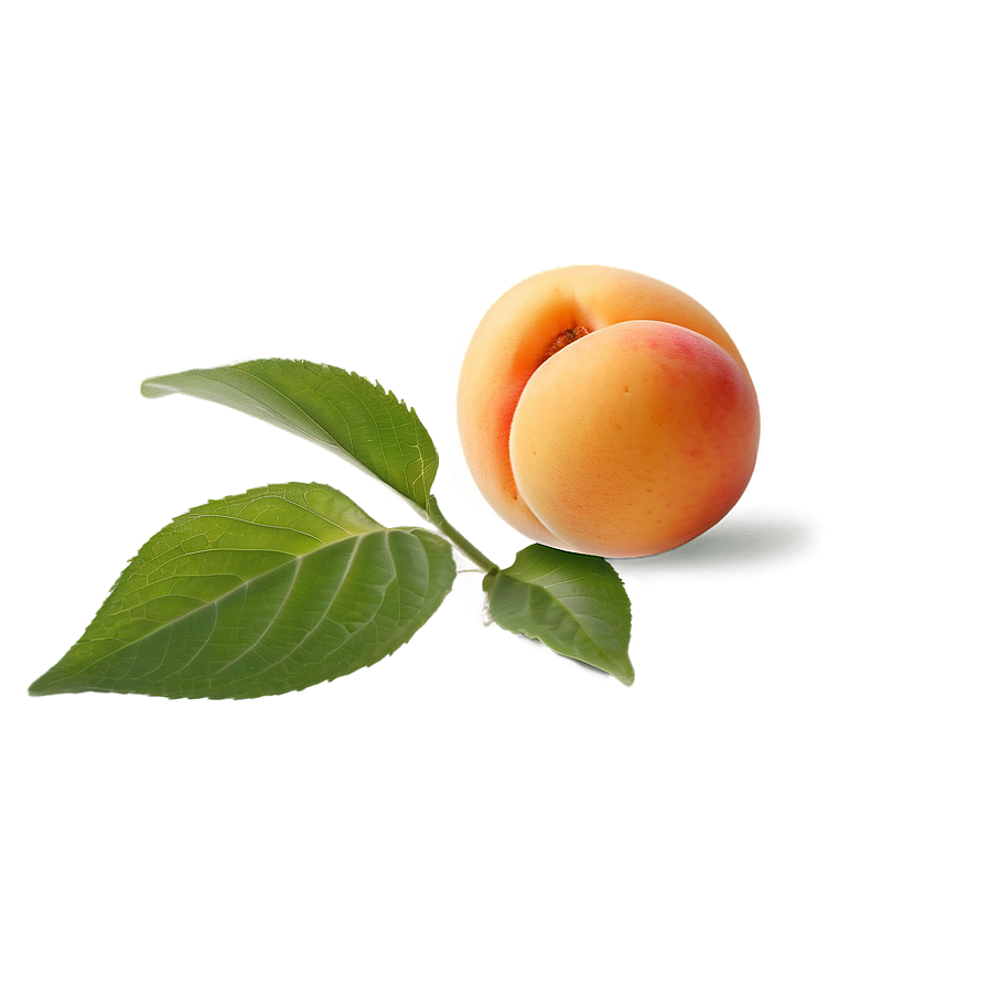 Apricot With Leaf Png 06252024