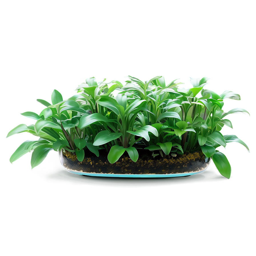 Aquatic Indoor Plants Png 9