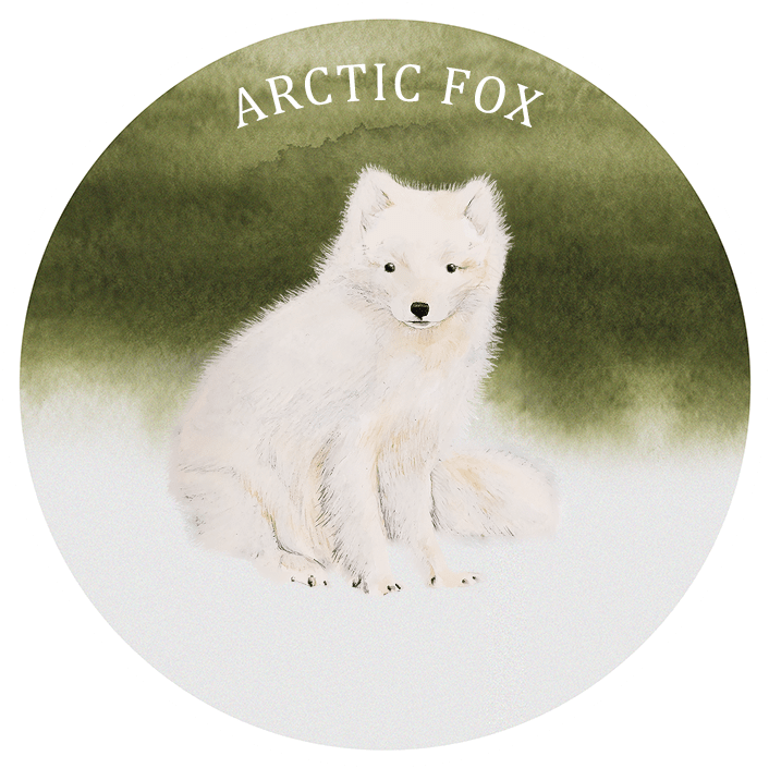 Arctic Fox Illustration