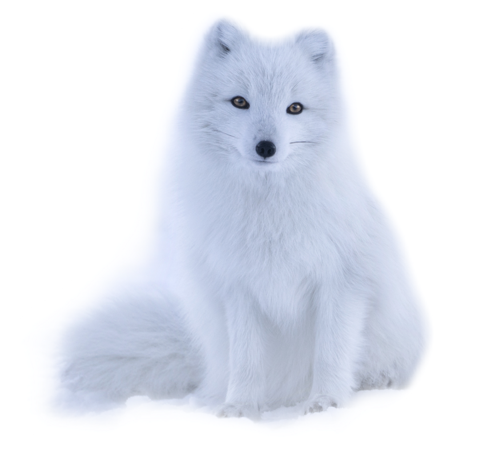 Arctic Foxin Winter Fur