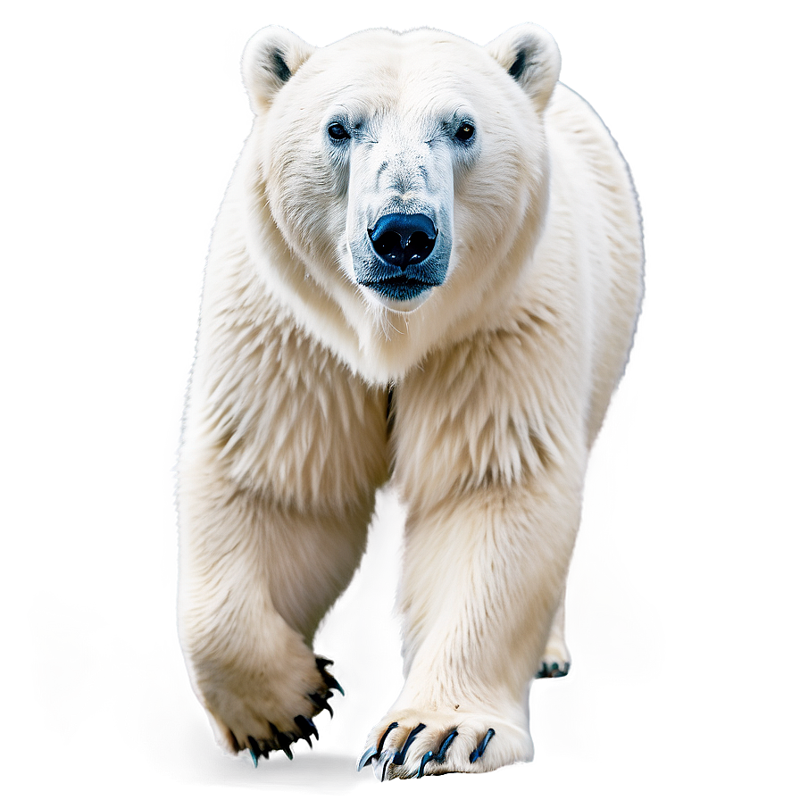 Arctic Polar Bear Graphic Png 06242024