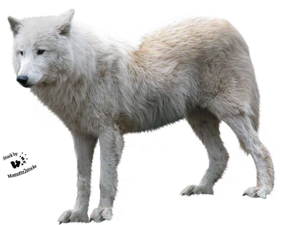 Arctic White Wolf Isolated.png