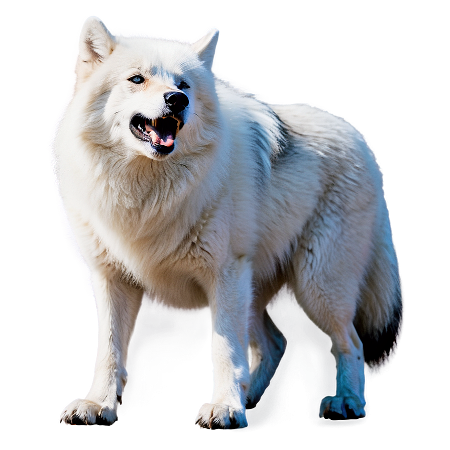 Arctic Wolf Howling Png 4