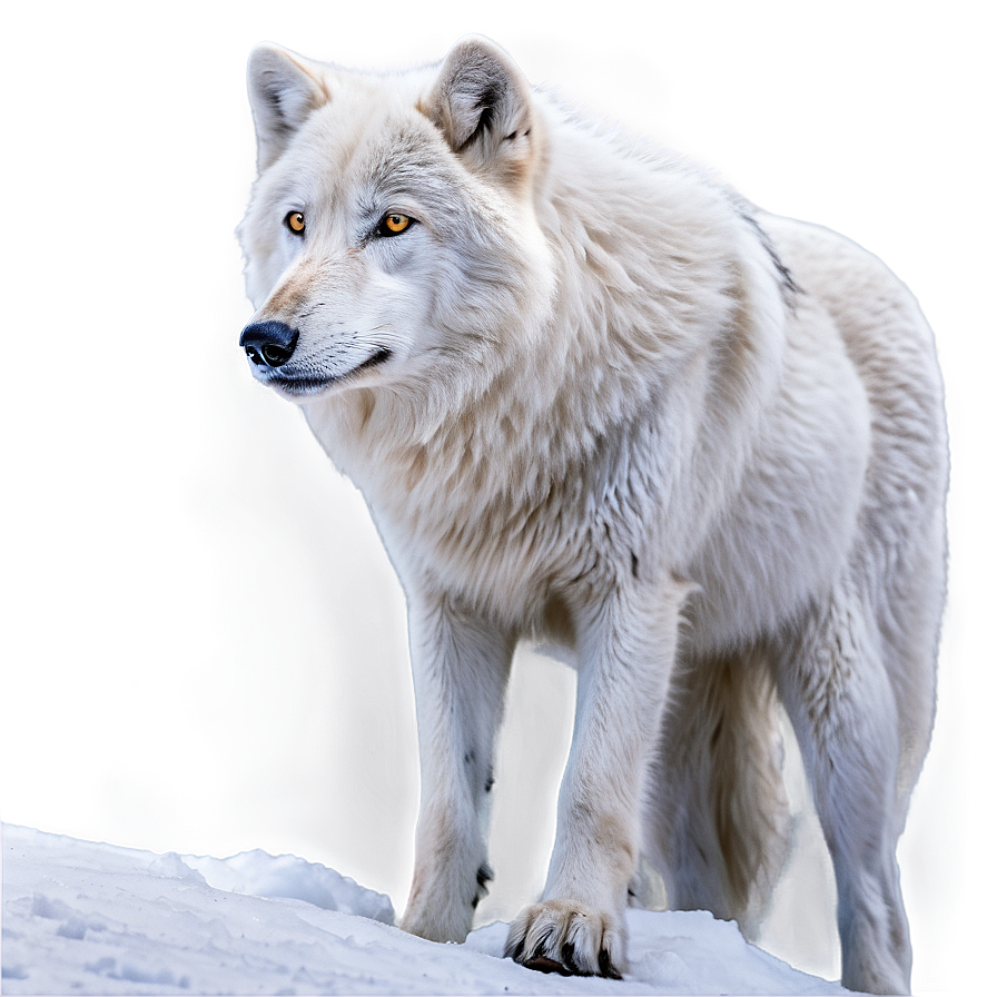 Arctic Wolf In Snow Png 57