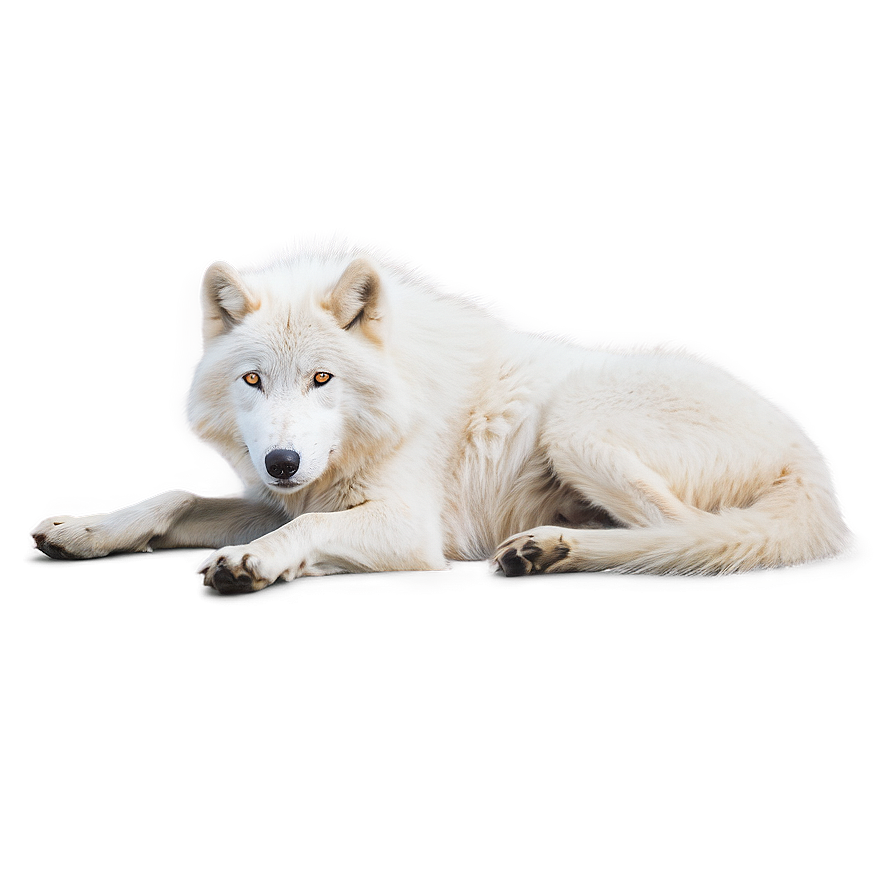 Arctic Wolf Resting Png Dhl66