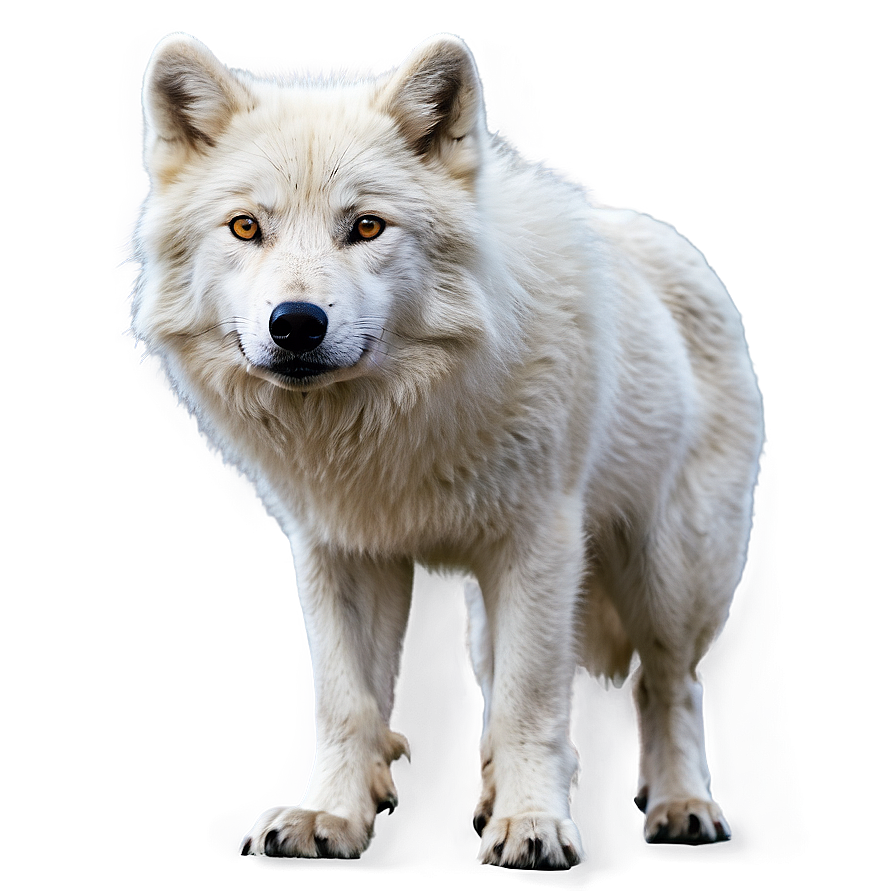 Arctic Wolf Standing Png 06292024