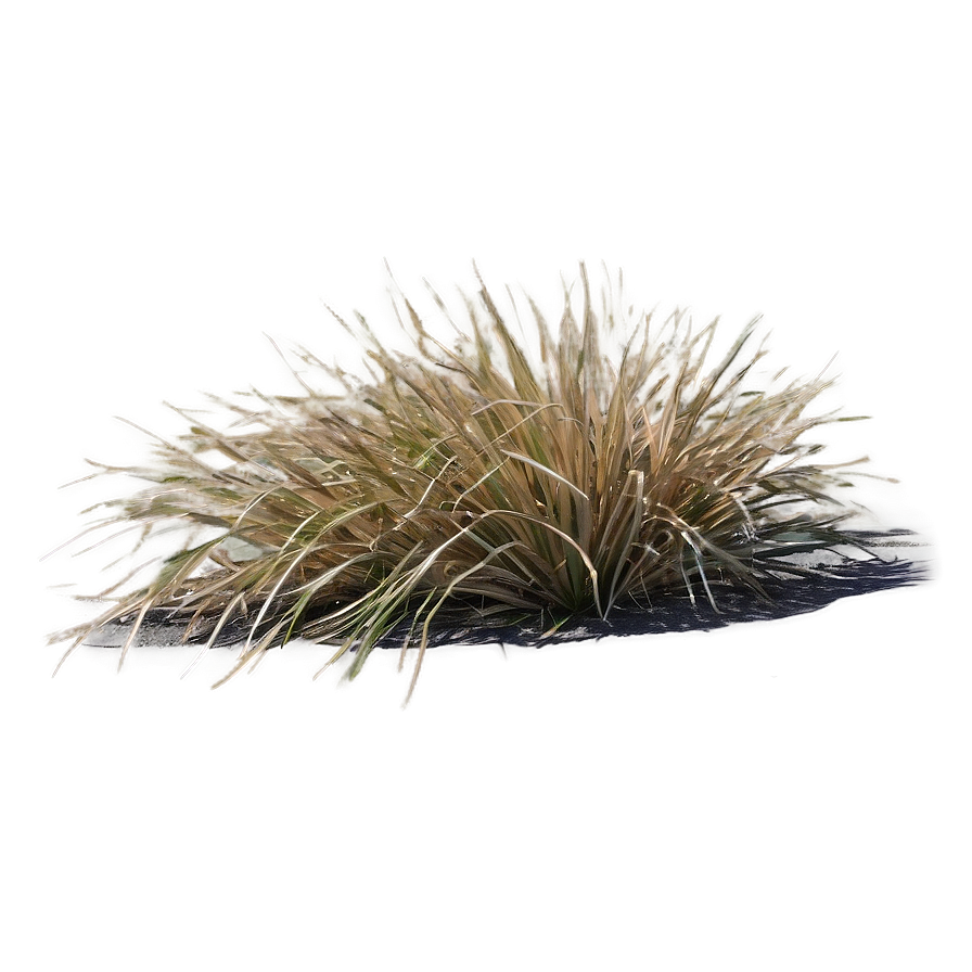 Arid Land Grass Png Cbt