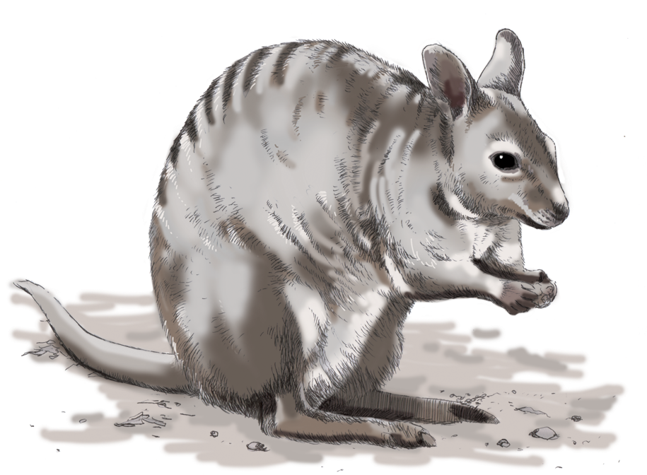 Armadillo Illustration Side View