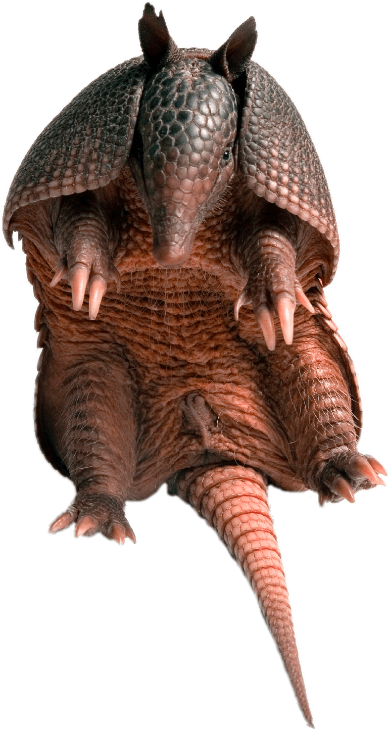 Armadillo Standing Transparent Background