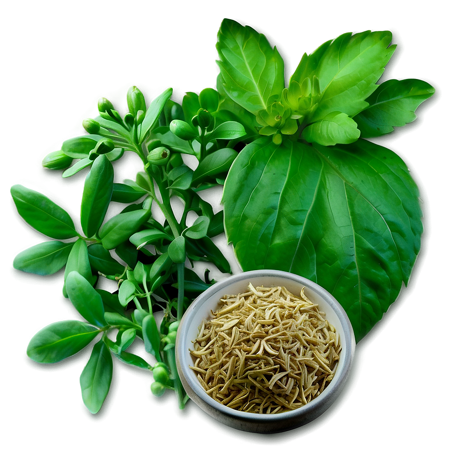 Aromatic Herb Png 06272024