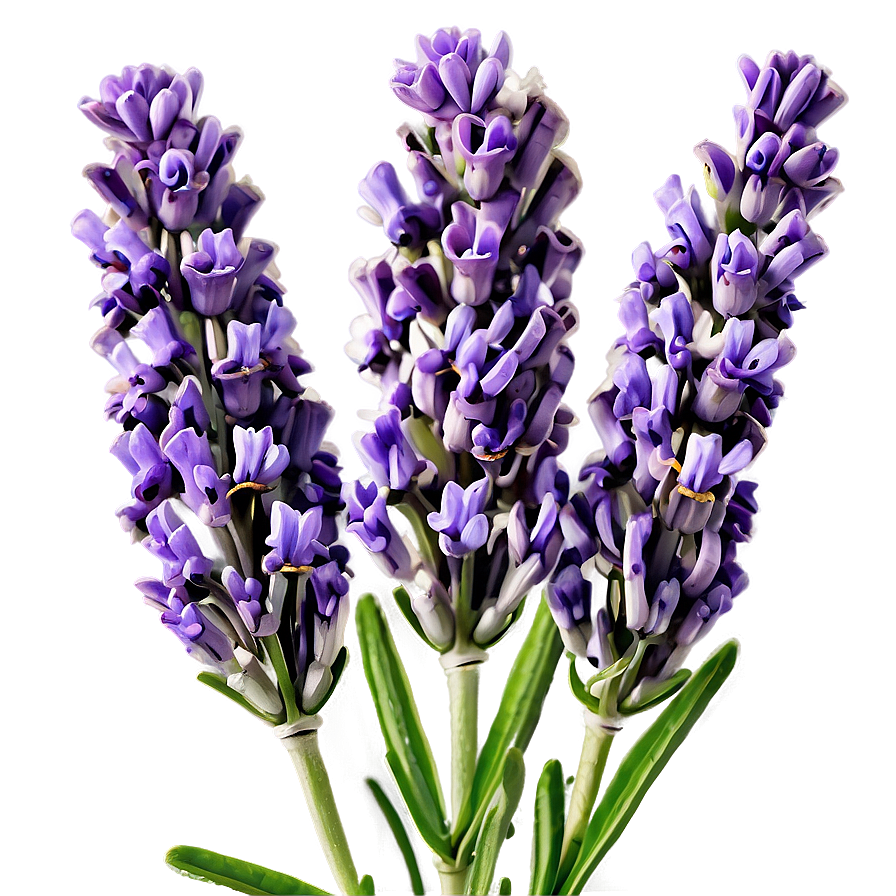 Aromatic Lavender Flowers Png Tdg