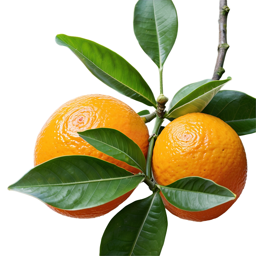 Aromatic Orange Tree Png 06132024