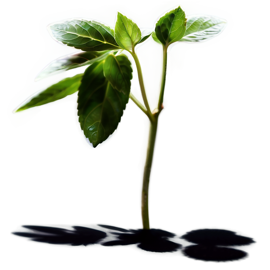 Aromatic Plant Shadow Image Png Bno