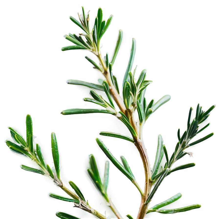 Aromatic Rosemary Sprig Png 06122024