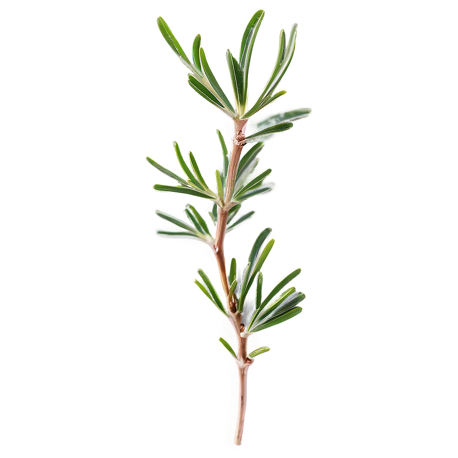 Aromatic Rosemary Sprig Png 06122024