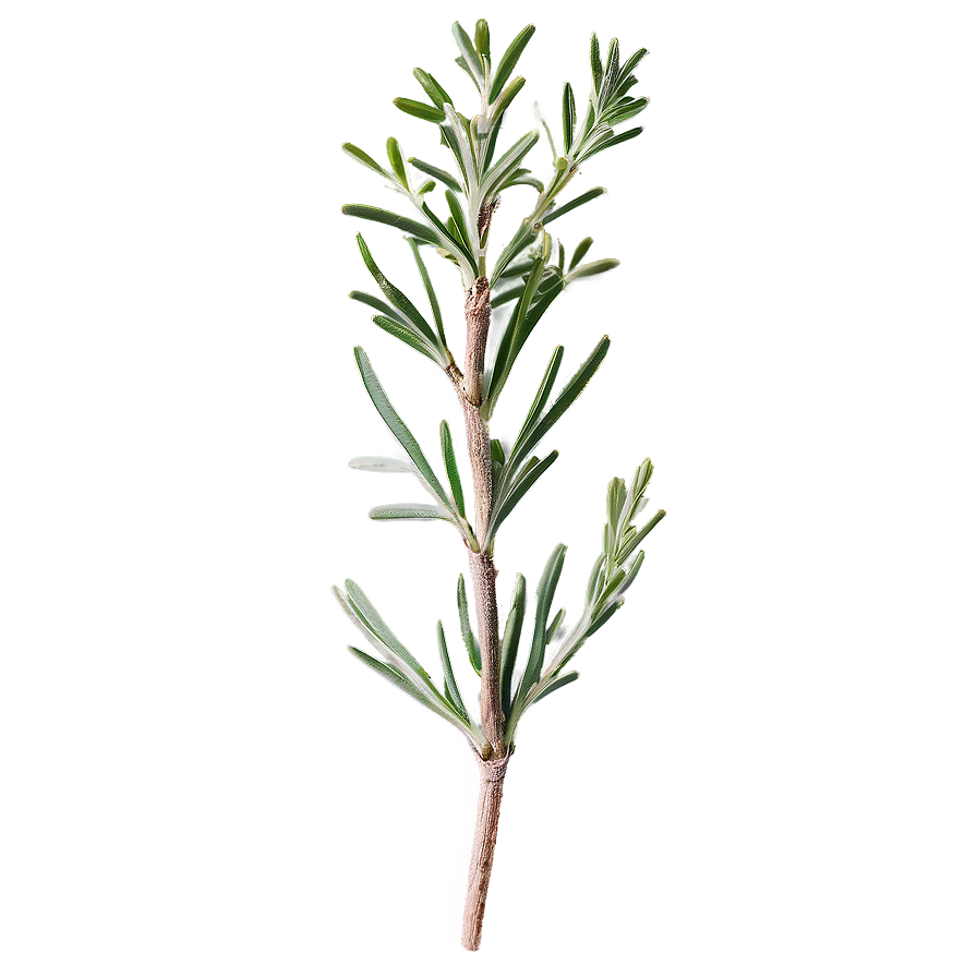 Aromatic Rosemary Sprig Png 68