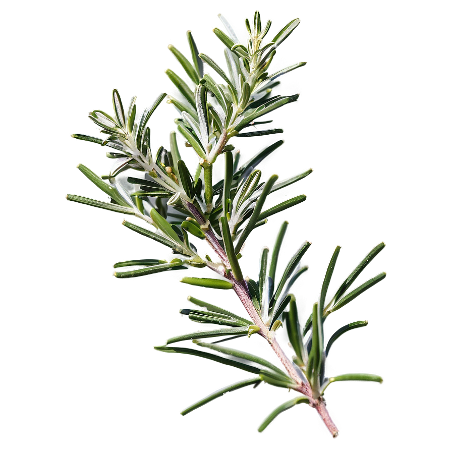 Aromatic Rosemary Sprig Png Ygq67