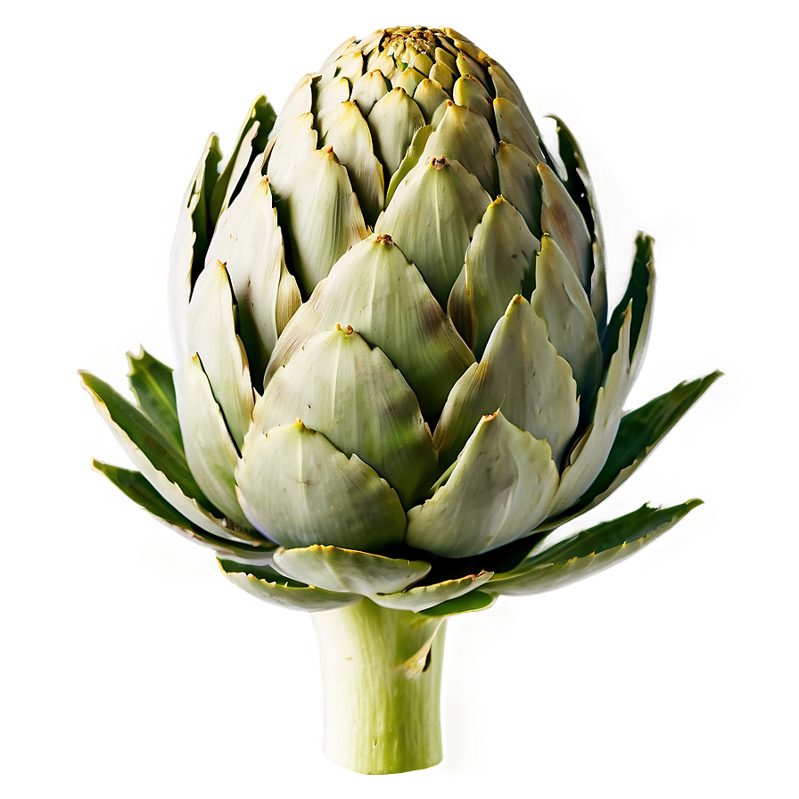 Artichoke Bud Png 06252024