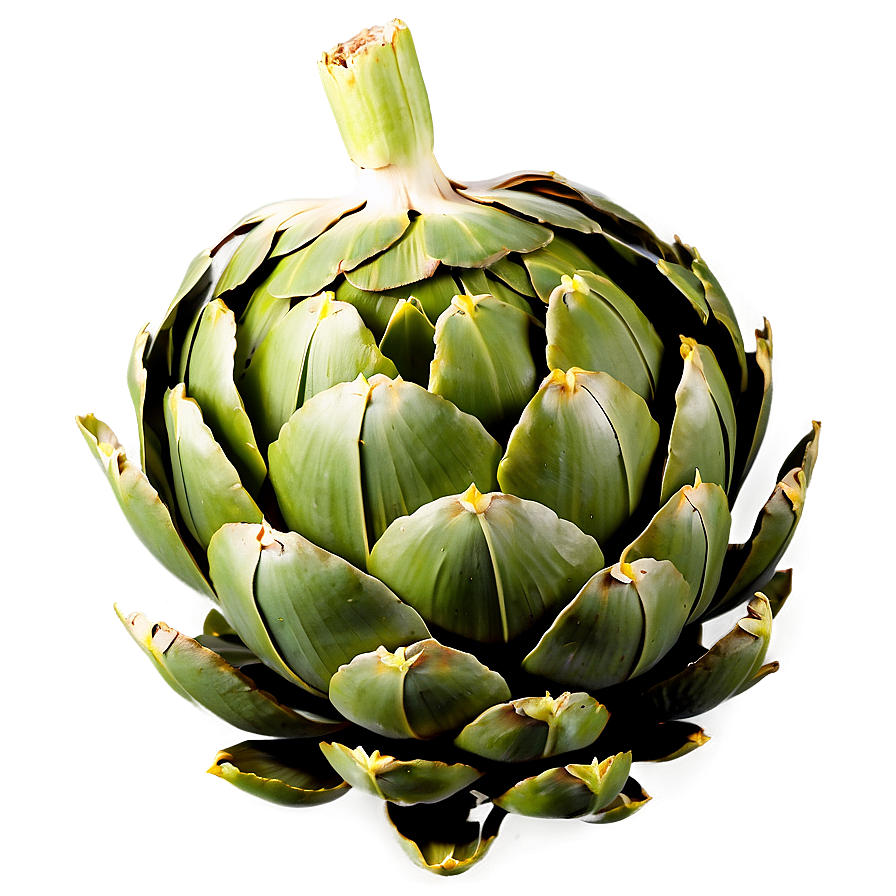 Artichoke C