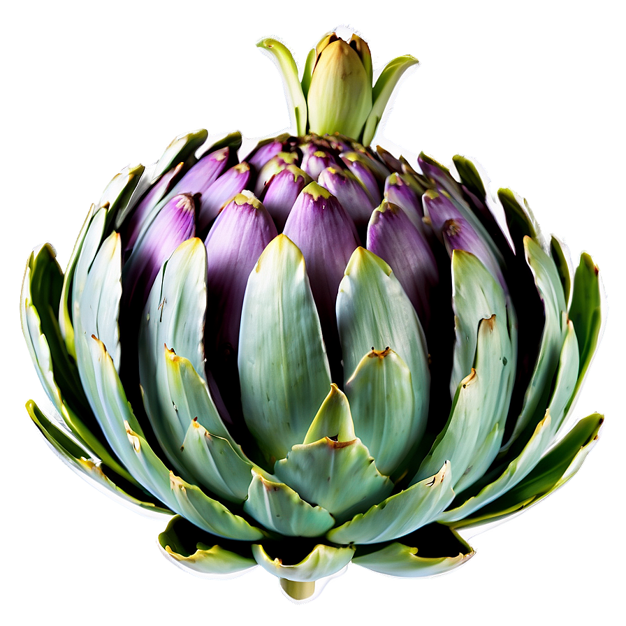 Artichoke Graphic Png 06252024