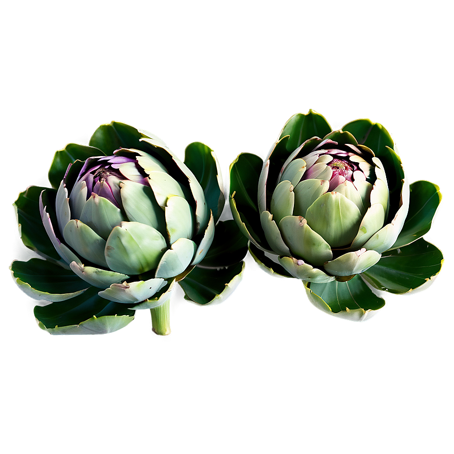 Artichoke Leaves Png Crn