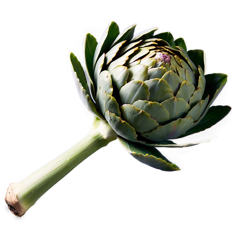 Artichoke Leaves Png Nkw2