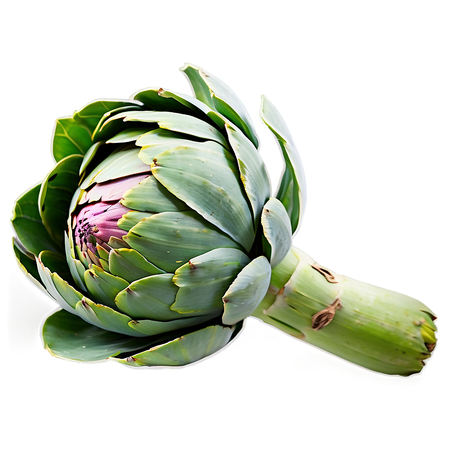 Artichoke Plant Png 45