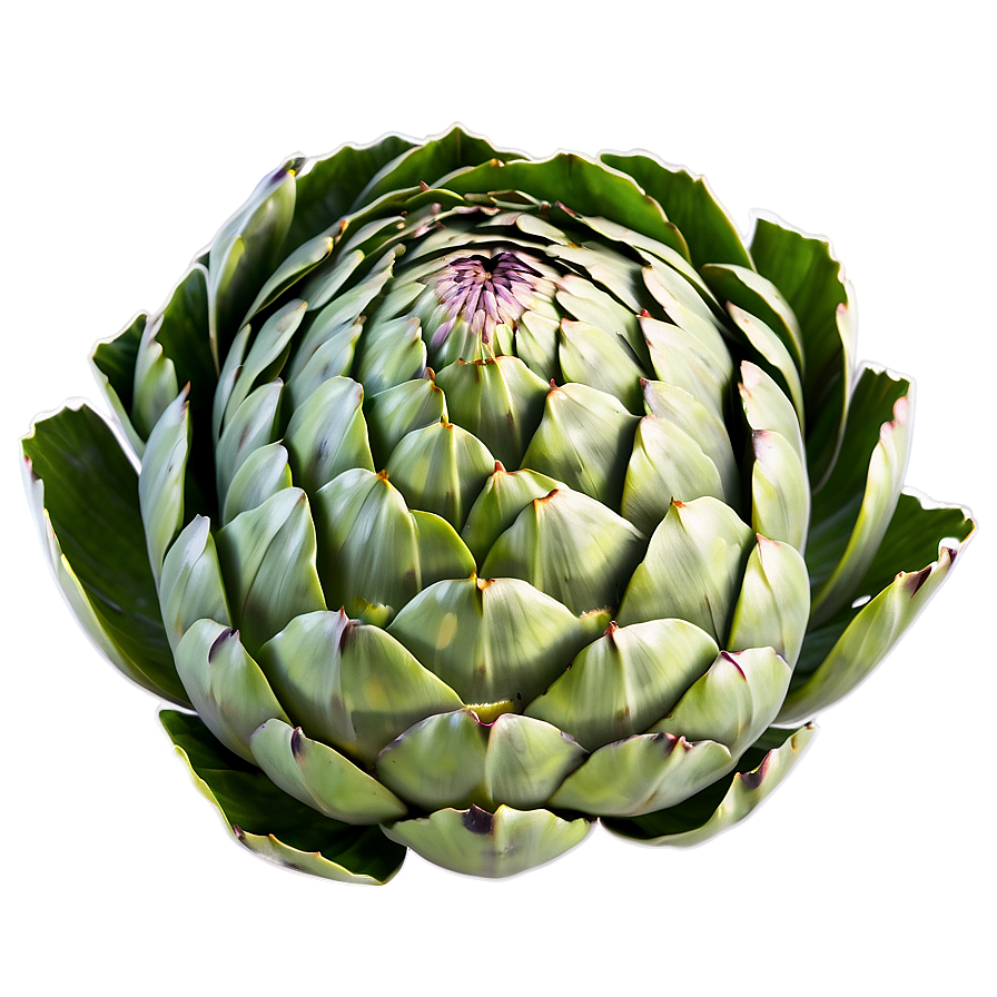 Artichoke Print Png Okh19