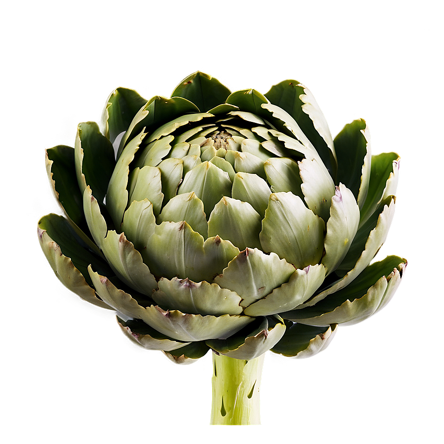 Artichoke Texture Png Uhb84