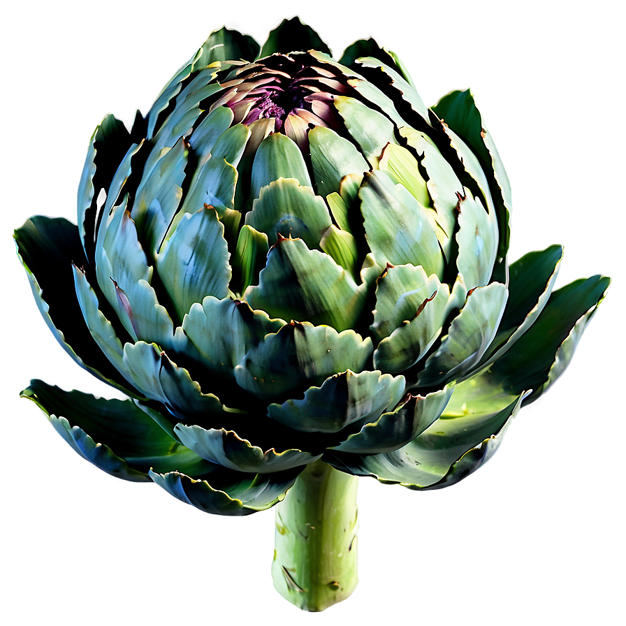 Artichoke Top View Png Opr31