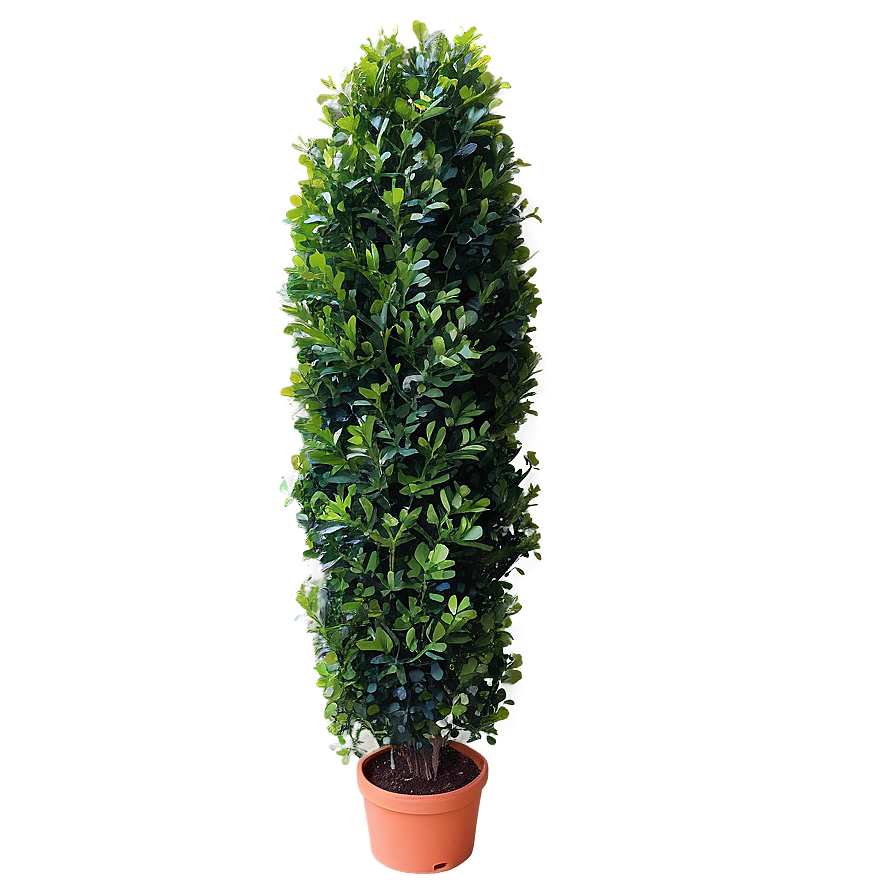 Artificial Boxwood Png 70