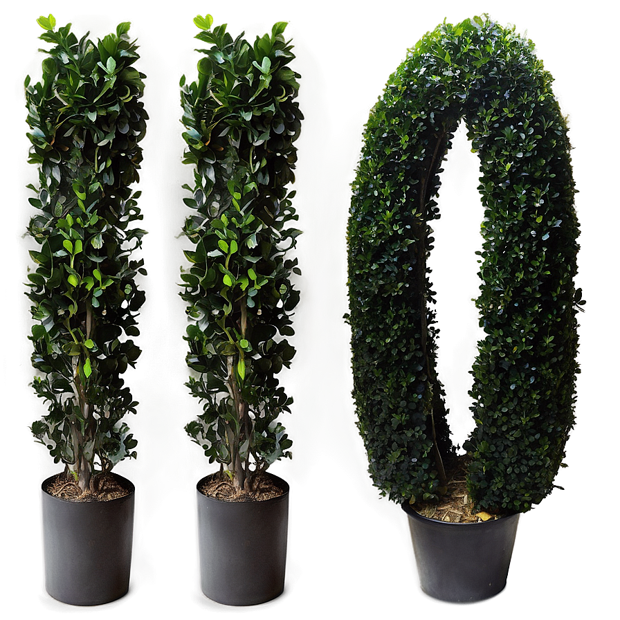 Artificial Boxwood Png Bys96