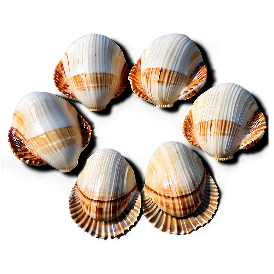 Artistic Shells Arrangement Png Fvf47