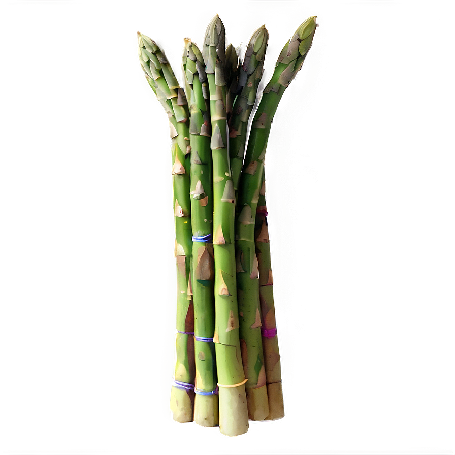 Asparagus Watercolor Style Png 06122024