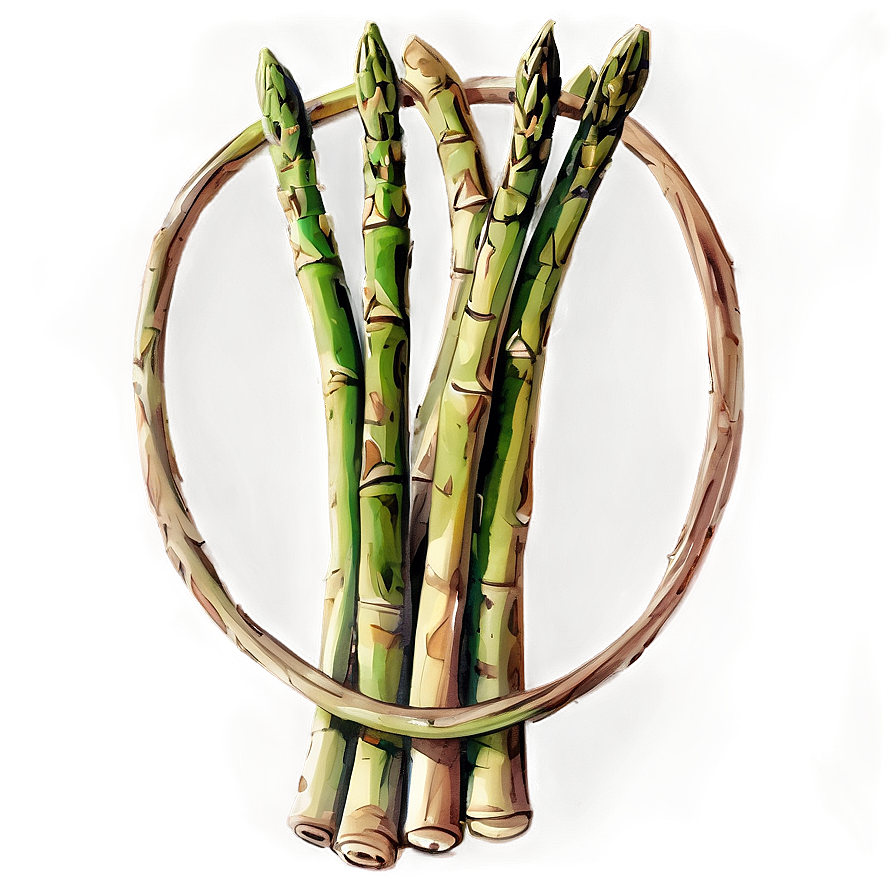 Asparagus Watercolor Style Png 17