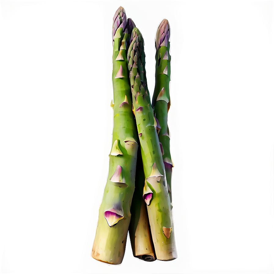 Asparagus Watercolor Style Png Oql35