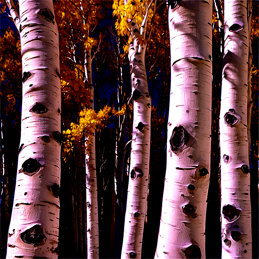 Aspen Trees Colorado Png 06112024