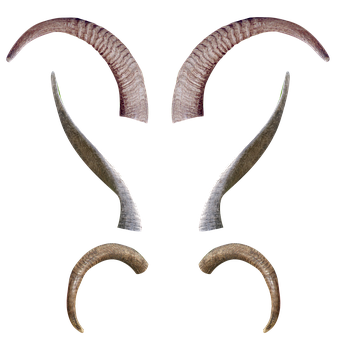 Assorted Animal Hornsand Antlers