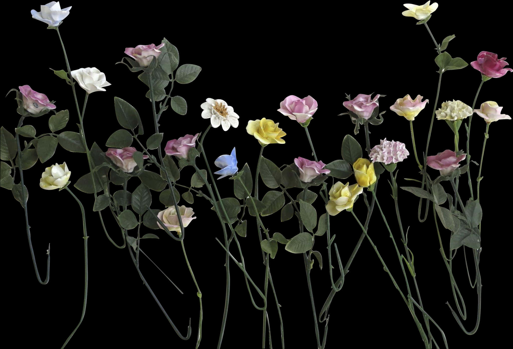 Assorted Color Roses Against Black Background