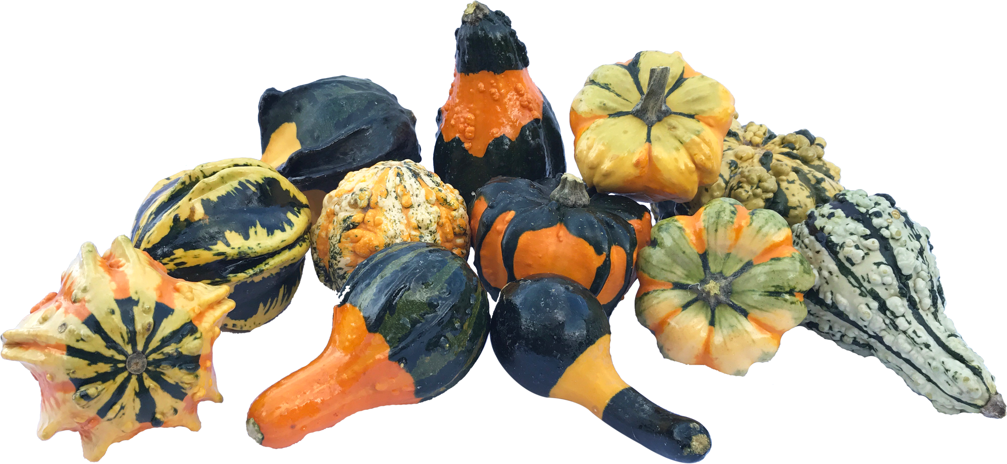 Assorted Decorative Gourds